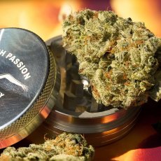 Melonade Runtz - feminizované semená, 5 ks, Dutch Passion