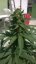 Bubble Gum Auto - 10 autoflower semen Fair Seeds