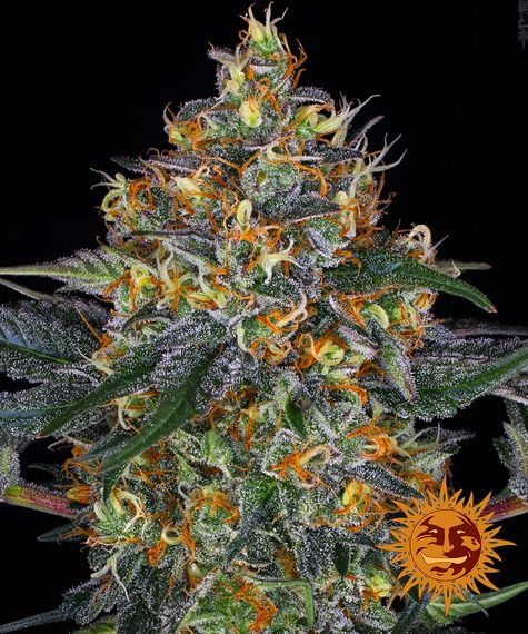 Moby Dick Auto - samonakvétací semínka 3 ks, Barney´s Farm