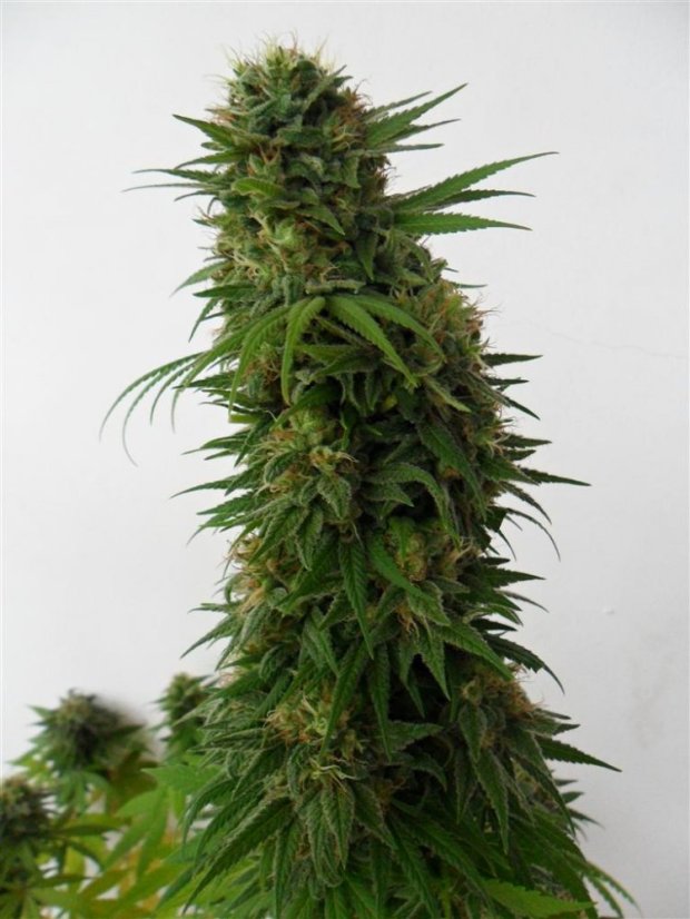 Snow Bud - semi femminizzati 10 pz Dutch Passion