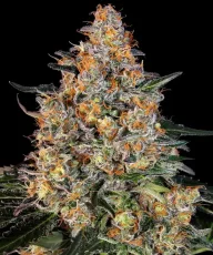 Bubba Kush Feminizowane Nasiona - 5