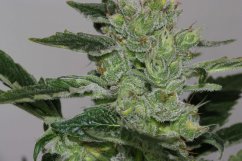 Alaskan Purple - feminized cannabis seeds 5 pcs, Seedsman
