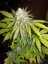 Sour Diesel - feminizované semienka 3ks Royal Queen Seeds