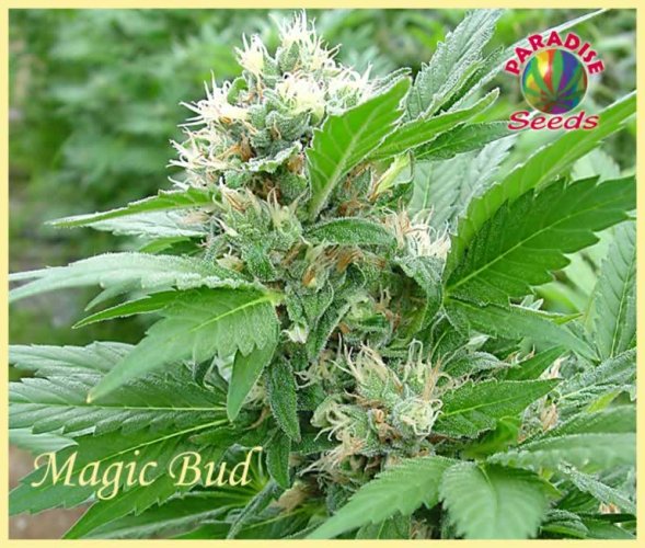 Magic Bud - 5 feminisierte Samen von Paradies-Samen