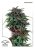 Durban Poison - standardizovaná semena 10 ks Dutch Passion