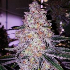 Ethos Genetics Planet of the Grapes Rbx feminizovaná semena