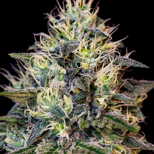 Cookies Gelato - feminizovaná semínka 3 ks Royal Queen Seeds