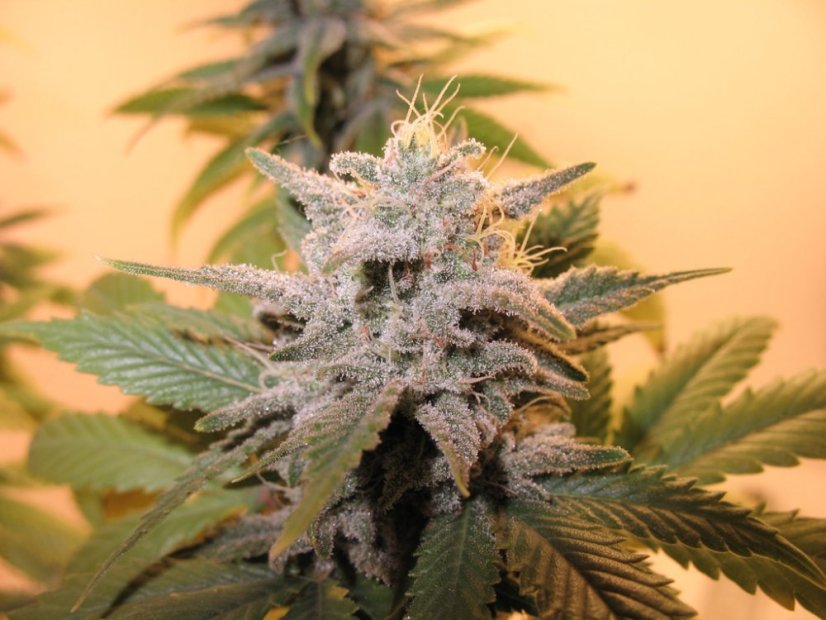 Sensi Star 5 ks, feminizované semená Paradise Seeds