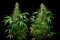TETRAPLOIDY AND TRIPLOIDY: UNUSUAL GENETIC VARIANTS IN CANNABIS