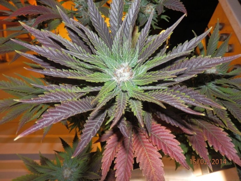 Ice - feminizovaná semínka 3 ks Royal Queen Seeds