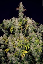 T.H. Seeds Akorn feminized seeds