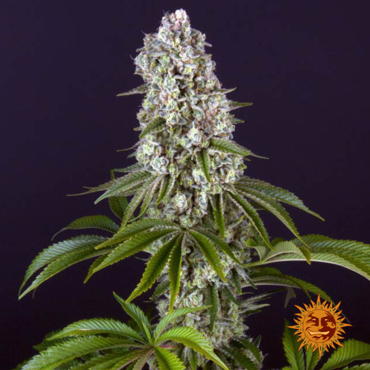 Tropicanna Banana - feminizovaná semená marihuany 10 ks Barney´s Farm