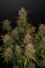 Lemon AK Auto - automatycznie kwitnące nasiona marihuany 3 szt Fast Buds