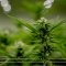 Cannabis Cultivation and Environmental Impact - A Study