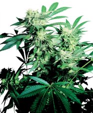 Skunk Kush - Nasiona 10 szt. Standardowych Sensi Seeds