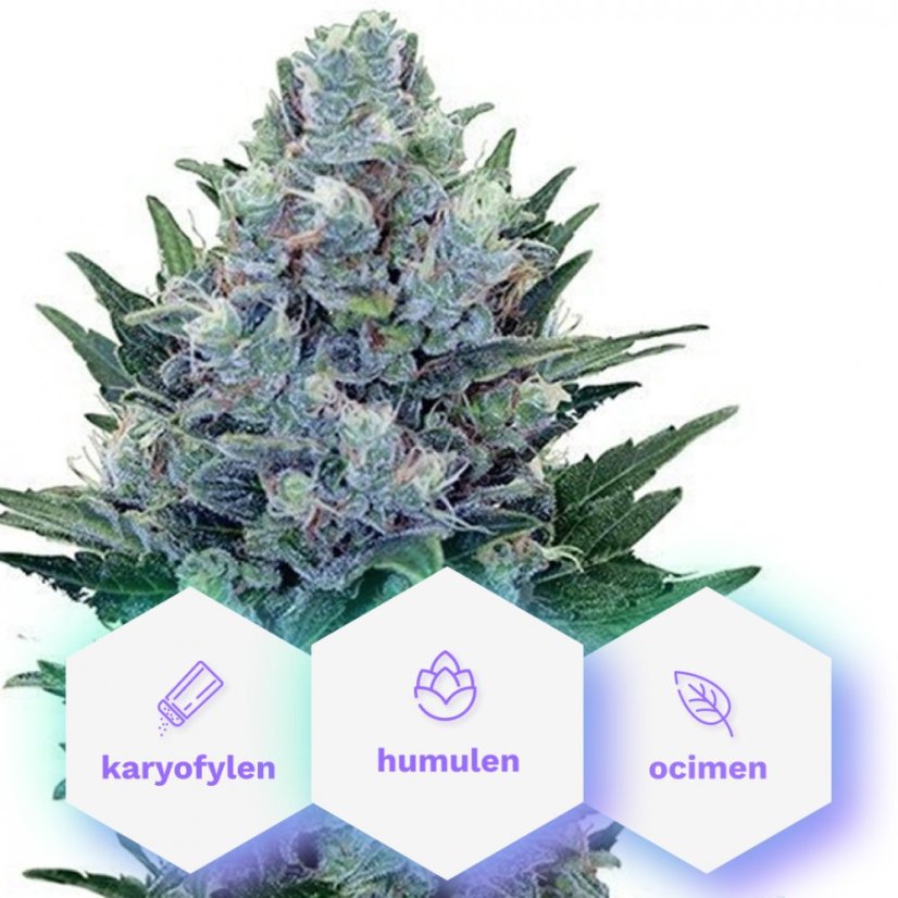 SpecialMedic CBD - 10 sztuk feminizowanych nasion Cannapio