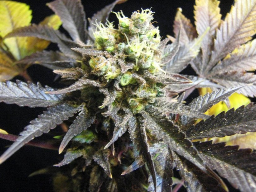 Royal Medic - feminizovaná semínka 10ks Royal Queen Seeds