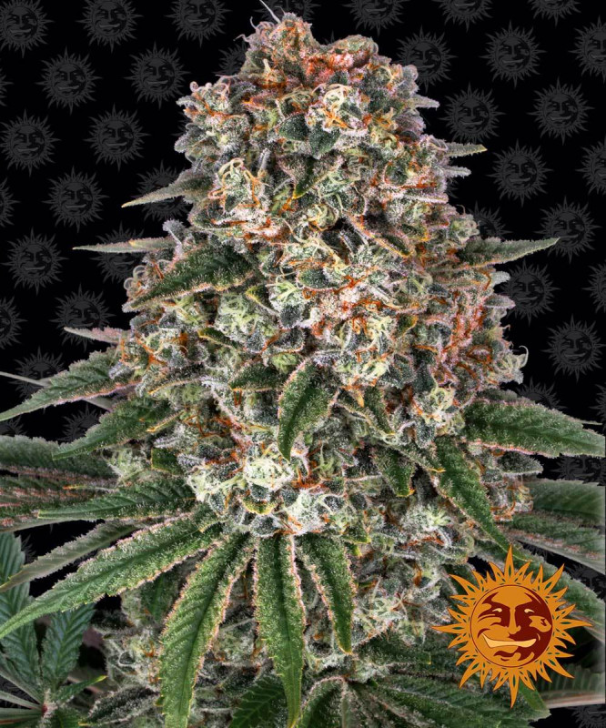 Tropicanna Banana - feminizovaná semena marihuany 10 ks Barney´s Farm