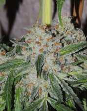 Karma Genetics White Sumo regulérní semena