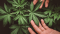 Why grow CBD?