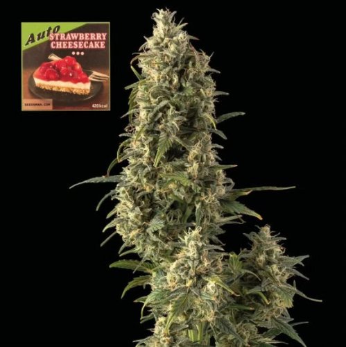 Strawberry Cheesecake Auto - automatycznie kwitnące nasiona marihuany, 3 sztuki Seedsman