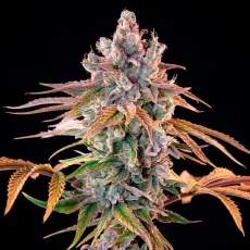 Cheese Express - feminized seeds 5 pcs Cannapio