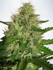 Cannabis Light - feminizovaná semienka 5ks Ministry of Cannabis