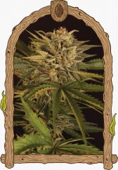 Dr. Greenman pure CBD - feminizovaná semena marihuany, 3ks Exotic Seed