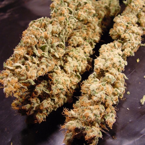 Sheherazade 10 ks, feminizované semená Paradise Seeds