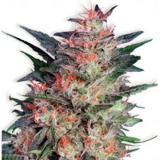 White Widow - feminizované semená 3 ks Dutch Passion