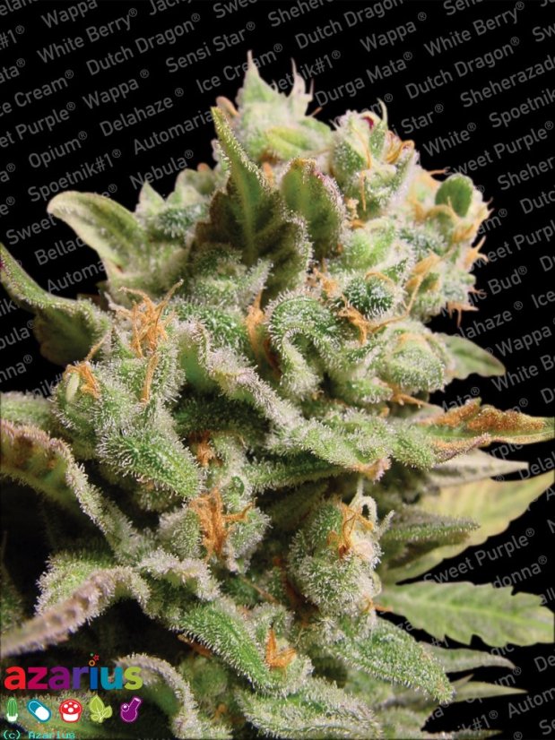 Dutch Dragon -  feminizovaná semínka 5 ks Paradise Seeds