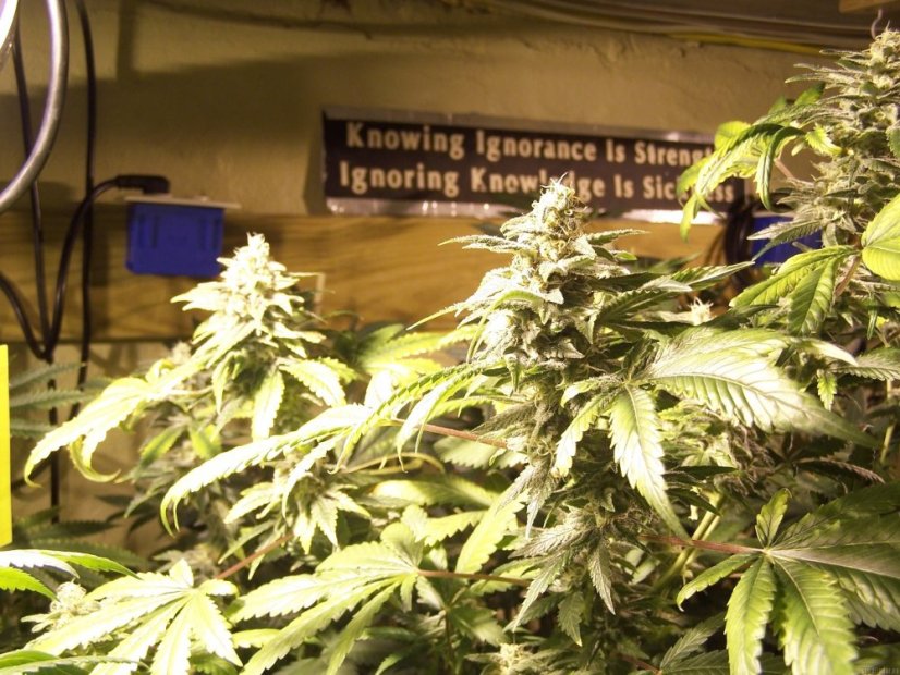 Sheherazade 10 ks, feminizované semená Paradise Seeds