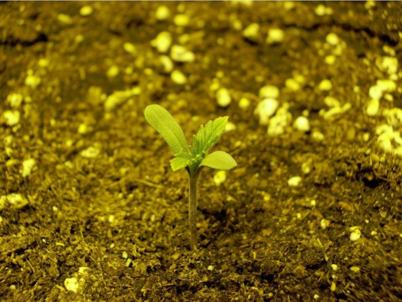 Sweet Trainwreck Auto - feminizované a autoflowering semienka 3ks Sweet Seeds
