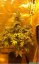 White Widow XXL Auto - fem. a autoflowering semienka 3ks Dinafem