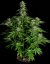Hyperion F1 - autoflowering Marihuana Samen 5Stck, Royal Queen Seeds