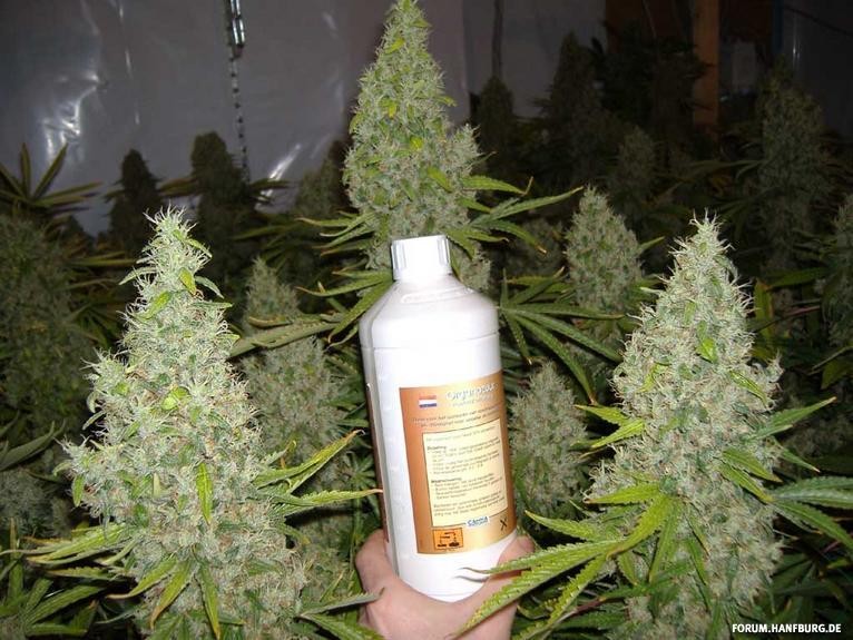 Jack Flash N.5 10 ks feminizované semená Sensi Seeds