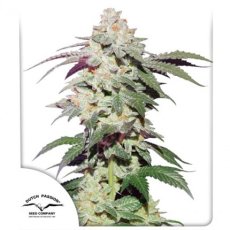 Skywalker Haze® - феминизирани семена 3 бр Dutch Passion