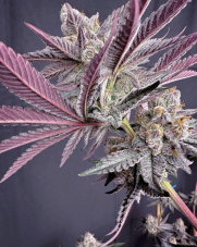 Solfire Gardens Rainbow Rush nasiona feminizowane