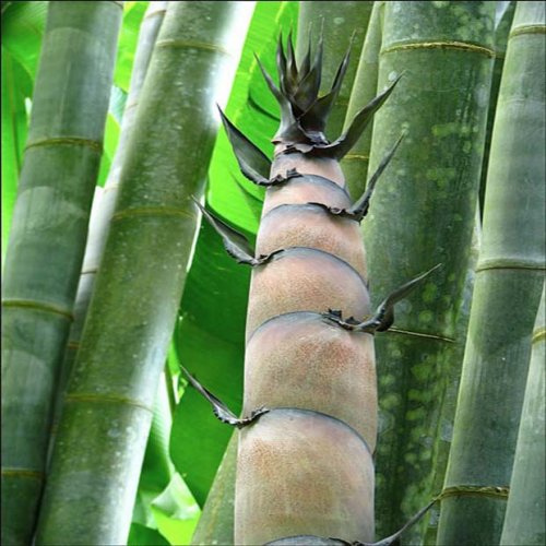 Bambus obří ( Dendrocalamus giganteus ) 3 semena
