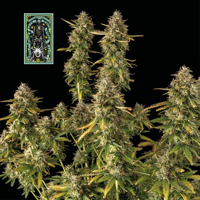 White Widow - samonakvétací feminizovaná semena konopí 10 ks, Seedsman