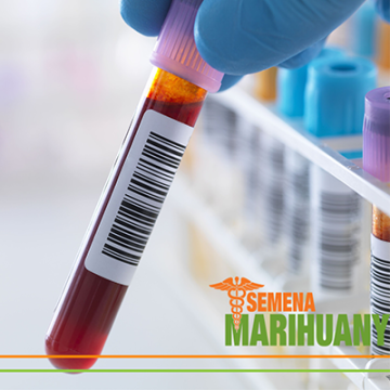 THC im Blut: Kann ich als Marihuana-Konsument Blutspender sein?