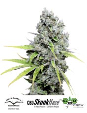 CBD Skunk Haze®- feminizované semínka 3 ks Dutch Passion