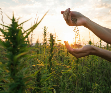 Blumendünger vs. auf Cannabiswachstum