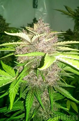 Dark Devil Auto - feminizovaná a samonakvétací semínka 3ks Sweet Seeds