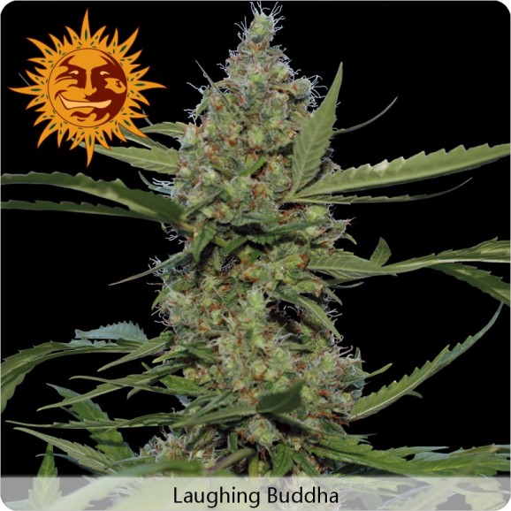 Laughing Buddha – feminizovaná semínka 10 ks Barney´s Farms