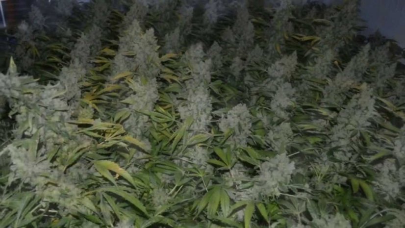 Royal Cheese (Fast Flowering)  - feminizovaná semínka 5 ks Royal Queen Seeds