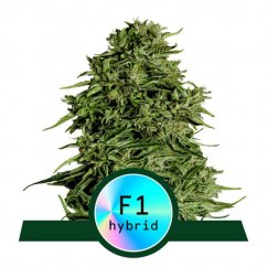 Cosmos F1 - automatycznie kwitnące nasiona marihuany CBD 5szt, Royal Queen Seeds
