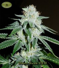 Karma Genetics Biker Kush V2.0 regulérní semena