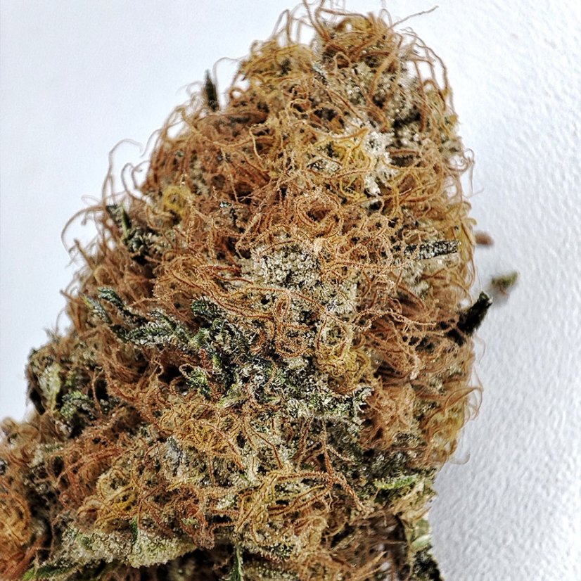 Buddha-Hochzeitskäsekuchen, 10 Stück, Buddha Seeds