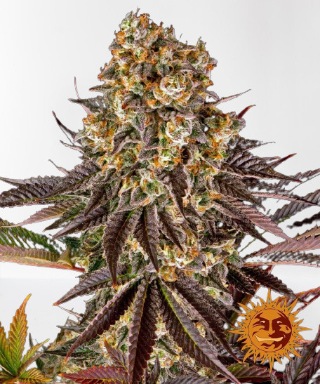 GELATO 45 feminizované semínka 5 Ks Barney´s Farm